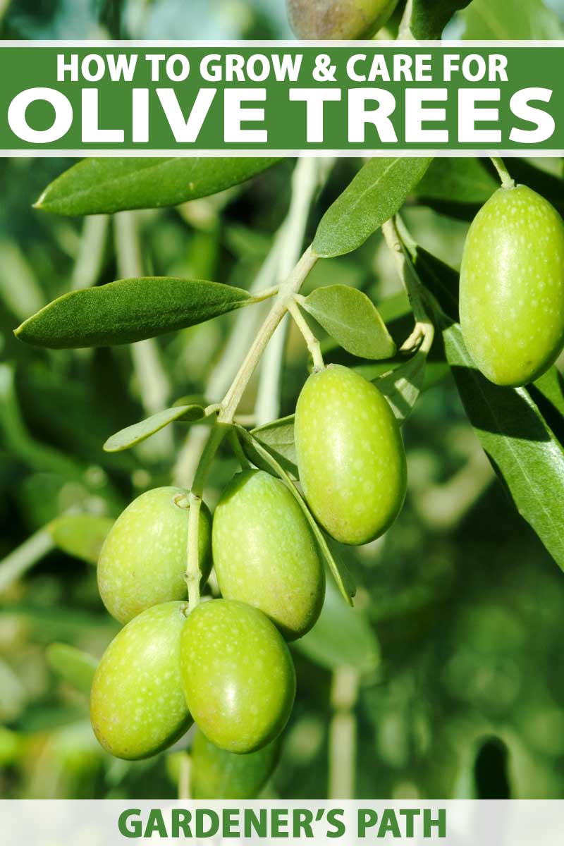 Learn How to Grow Olive Trees in the Home Landscape